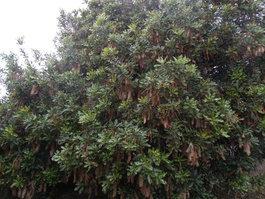 Hotel Tropical Fruit Garden Velas Exterior foto